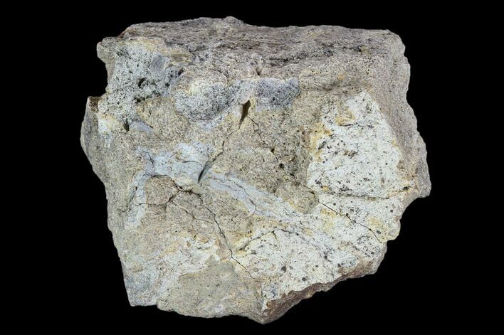 Fossil Triceratops Frill Section - North Dakota #117431
